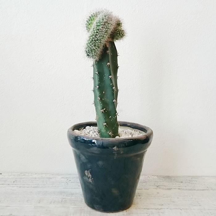 マミラリア 月影丸 綴化 接木 サボテン １点モノ 1 トレジュール 通販 Yahoo ショッピング