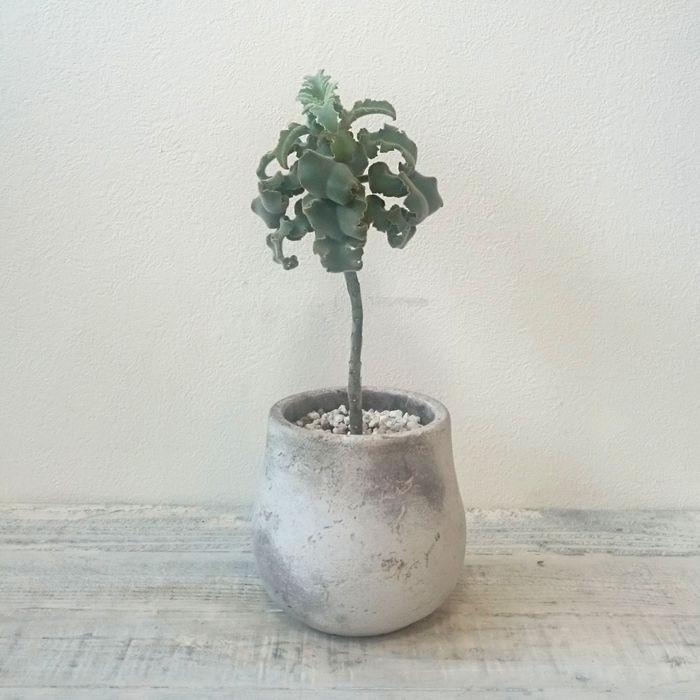 カランコエ ベハレンシス 仙女の舞 多肉植物 1点モノ 3 トレジュール 通販 Yahoo ショッピング