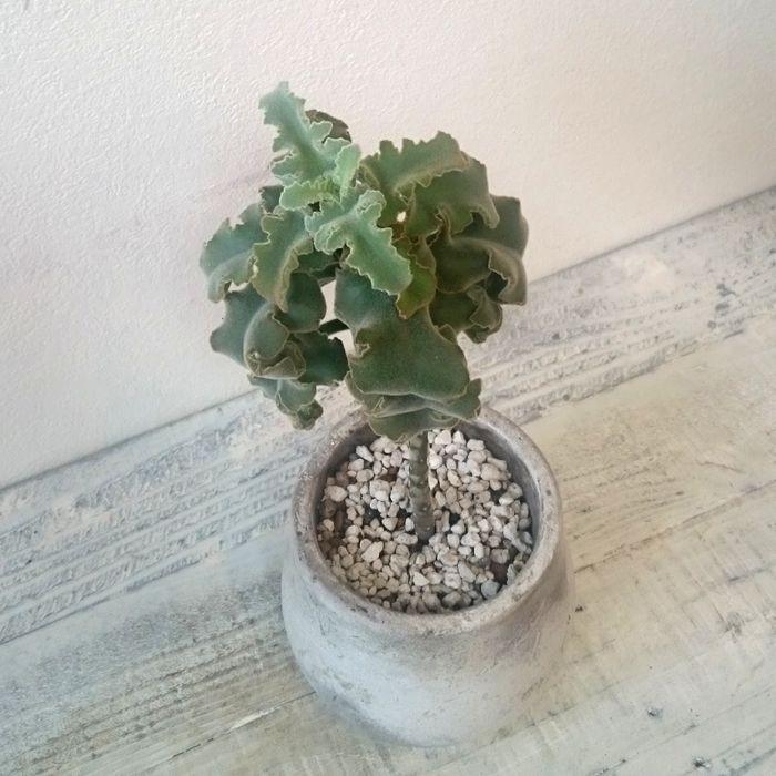 カランコエ ベハレンシス 仙女の舞 多肉植物 1点モノ 3 トレジュール 通販 Yahoo ショッピング