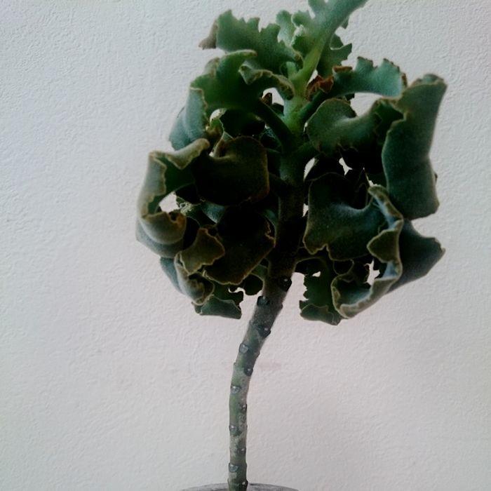 カランコエ ベハレンシス 仙女の舞 多肉植物 1点モノ 3 トレジュール 通販 Yahoo ショッピング