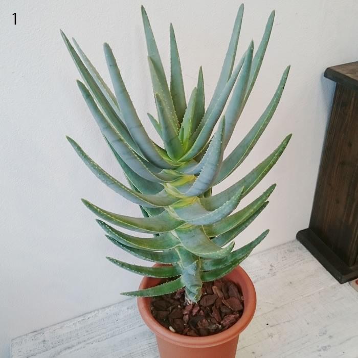 アロエ ディコトマ 多肉植物 選べる樹形 Sale 徒長の為 1 トレジュール 通販 Yahoo ショッピング