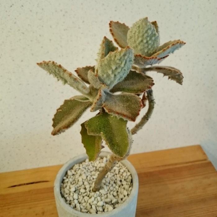 ファング カランコエ ベハレンシス 多肉植物 1点モノ 06 トレジュール 通販 Yahoo ショッピング