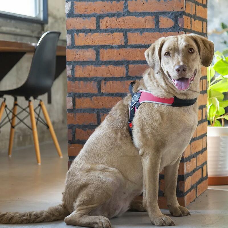 トレポンティープリモ 犬用 ハーネス イタリア製 (Mサイズ, オレンジ) トレポンティープリモ 犬用 ハーネス イタリア製 (Mサイズ