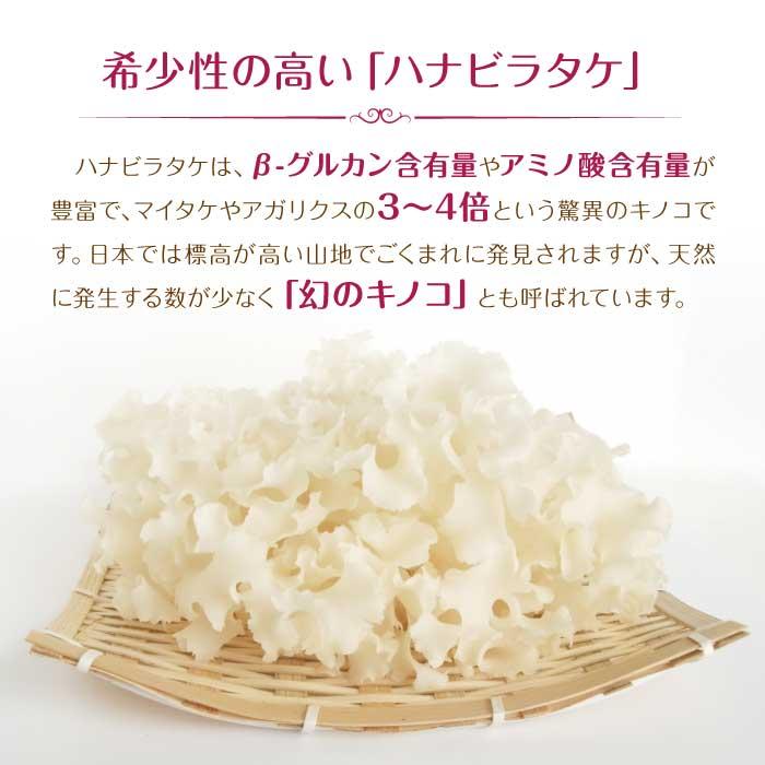 ハナビラタケ ハナビラタケ（花弁茸） (Sparassis crispa) - Picture Mushroom