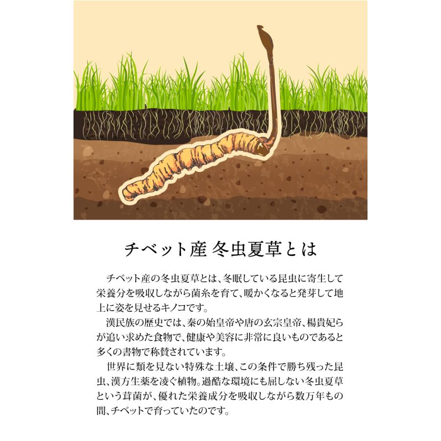 冬虫夏草 【レギュラー 30g×3袋】 大分県日田産 国産 特許取得 冬虫夏草 【レギュラー 30g×3袋】 大分県日田産 国産 特許取得