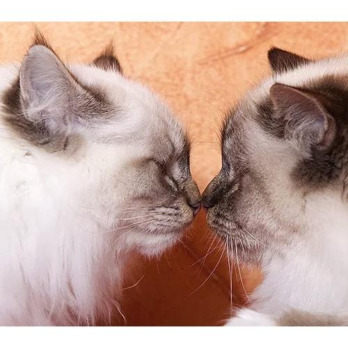 猫ネコモチーフ金製ゴールドアクセサリー 愛のあかし、猫(ねこ 猫ネコモチーフ金製ゴールドアクセサリー 愛のあかし、猫(ねこ