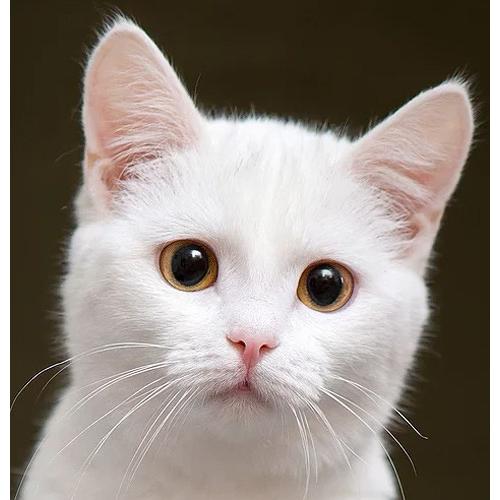 猫ネコモチーフ銀製シルバーアクセサリー 鳴いた猫(ねこ)のくちもと