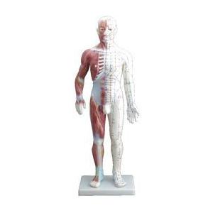 【海外限定】経穴筋肉模型 60cm トワテック　人体模型　解剖