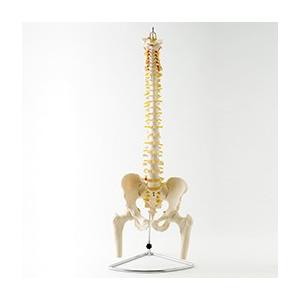 【実物大】脊椎模型 脊柱模型可動型 脊柱模型 大腿骨付きモデル 人骨格模型 人体模型 神経/ヘルニア/椎間板/等身大 :000-0660