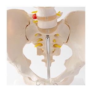 トワテック 骨盤腰椎模型 人体模型 解剖 実物大 : 鍼灸・サロン用品