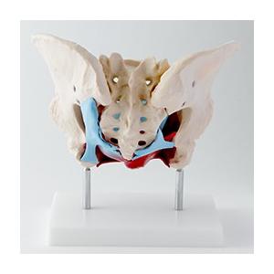 トワテック社 人体模型