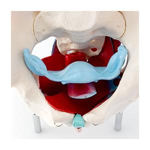 トワテック社 人体模型