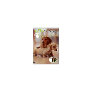 ワンちゃんねる 双子のミニチュアダックスフンド(クリーム) DVD | 