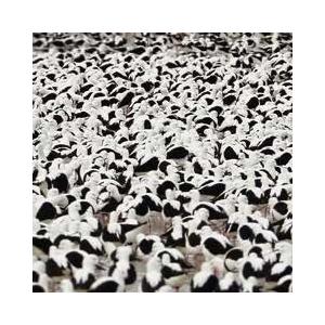 Stella Donnelly FLOOD＜日本限定カラー盤(クリアー・レッド)＞ LP |  | 01