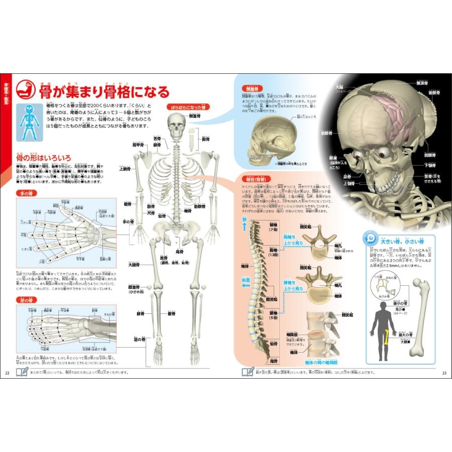阿部和厚 人体 新版 学研の図鑑LIVE 7 Book |  | 01