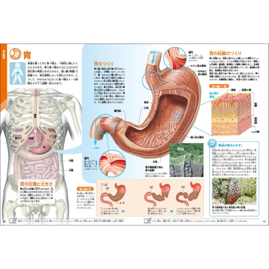 阿部和厚 人体 新版 学研の図鑑LIVE 7 Book |  | 03