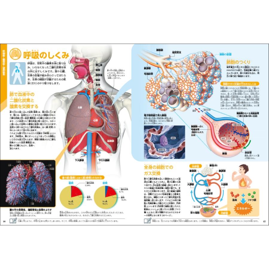 阿部和厚 人体 新版 学研の図鑑LIVE 7 Book |  | 05