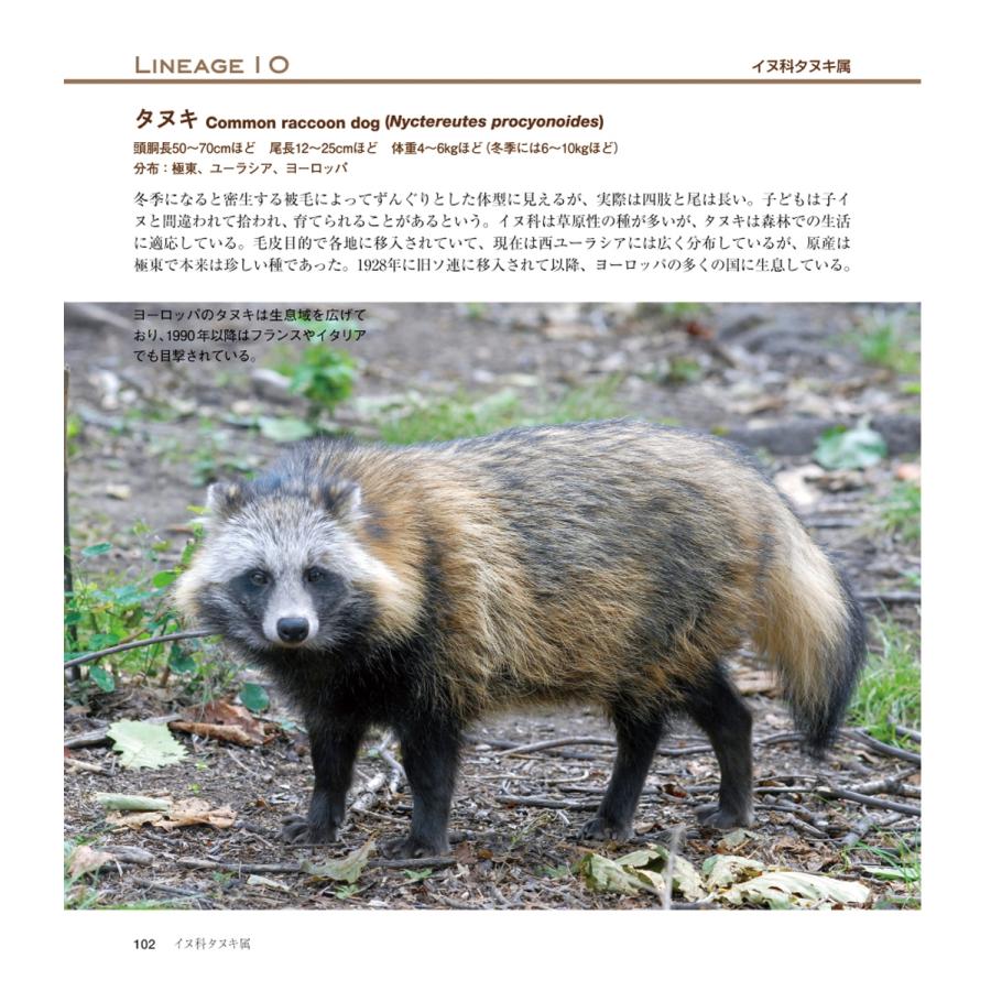 今泉忠明 世界の野生イヌ Book |  | 03