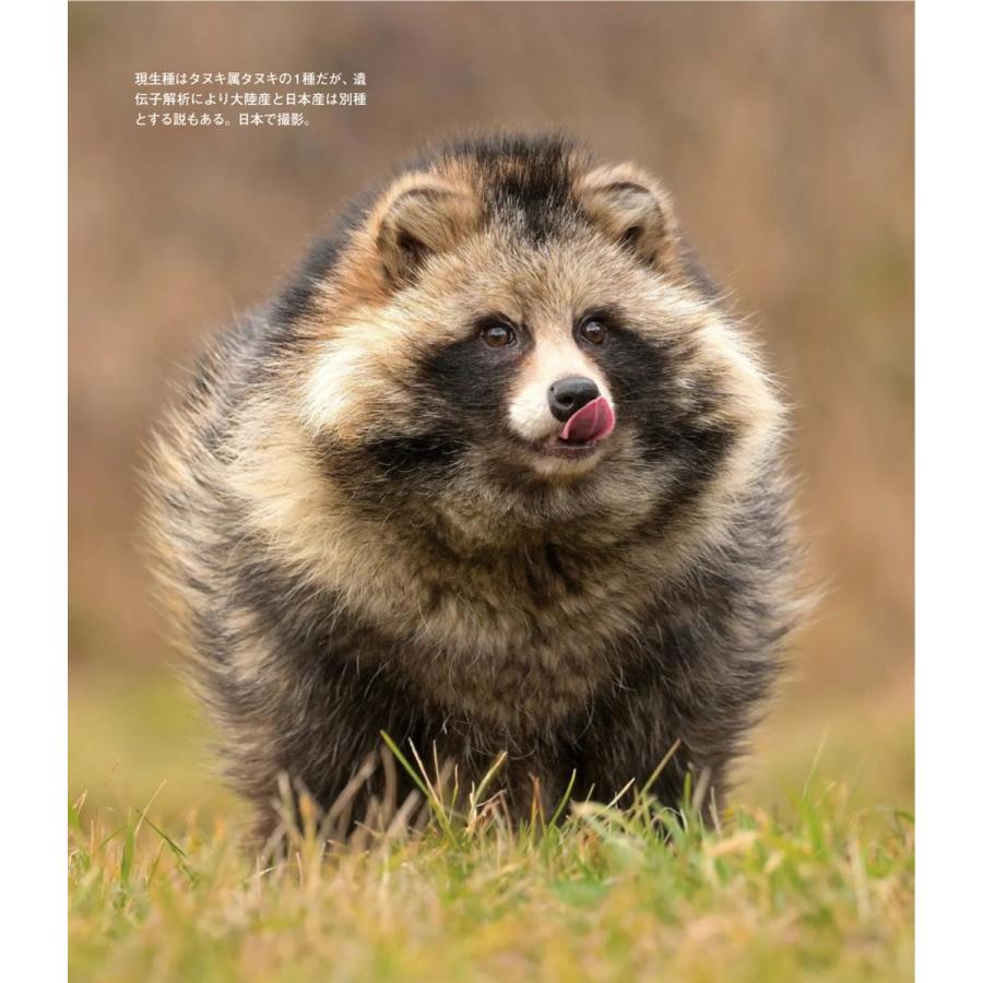 今泉忠明 世界の野生イヌ Book |  | 04