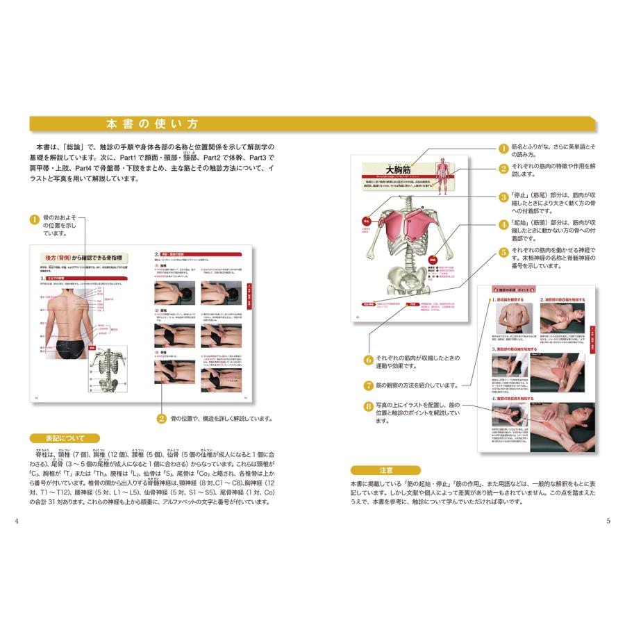藤縄理 運動・からだ図解 筋と骨格の触診術の基本 新版 Book |  | 01