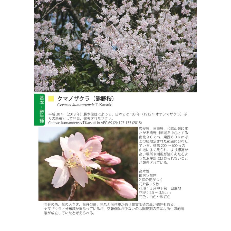 藤原隆之 桜樹学・桜の世界 1 サクラ属の解説 野生種編(種・変種・品種