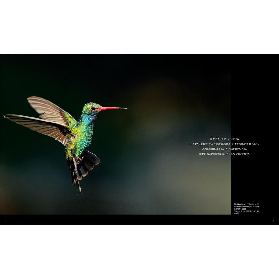 水口博也 世界で一番美しい ハチドリ図鑑 花を求め育んだ、高速で羽ばたく神秘的な姿 Book |  | 01