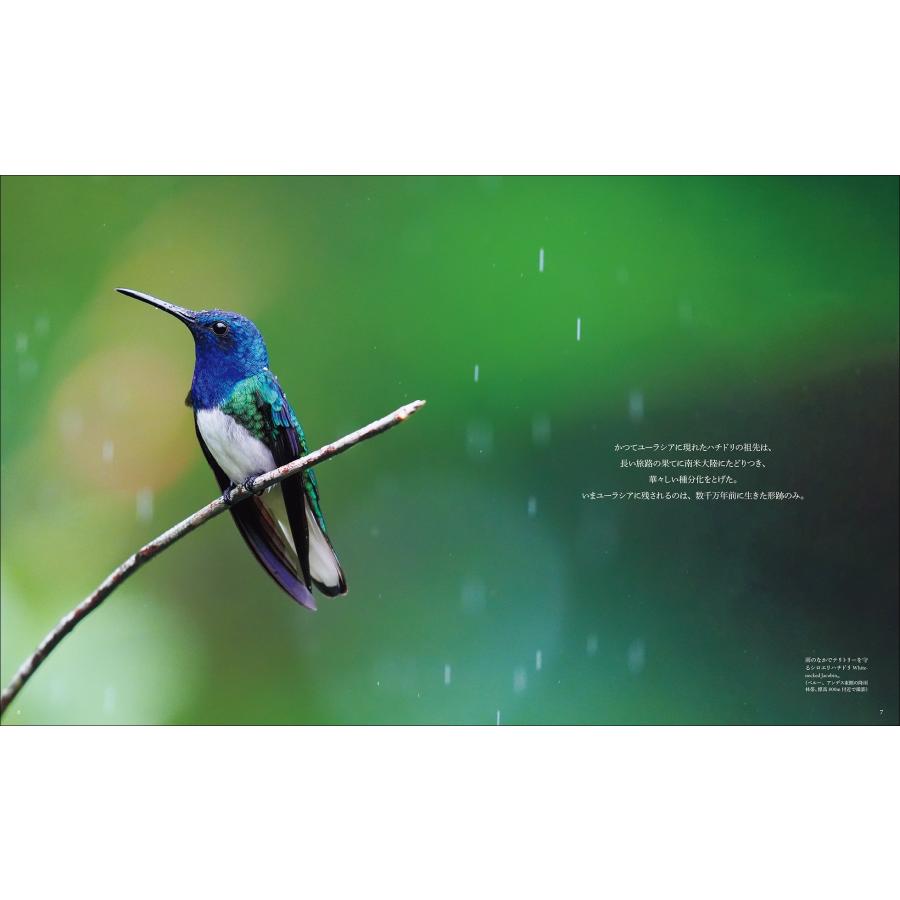 水口博也 世界で一番美しい ハチドリ図鑑 花を求め育んだ、高速で羽ばたく神秘的な姿 Book |  | 02