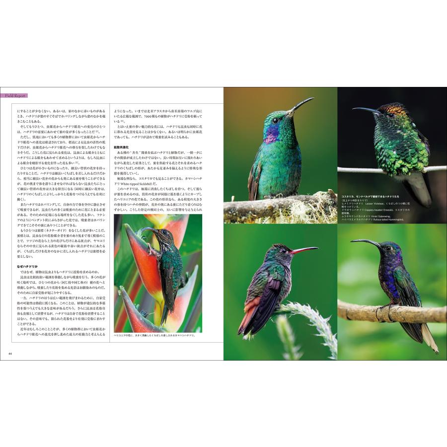 水口博也 世界で一番美しい ハチドリ図鑑 花を求め育んだ、高速で羽ばたく神秘的な姿 Book |  | 04