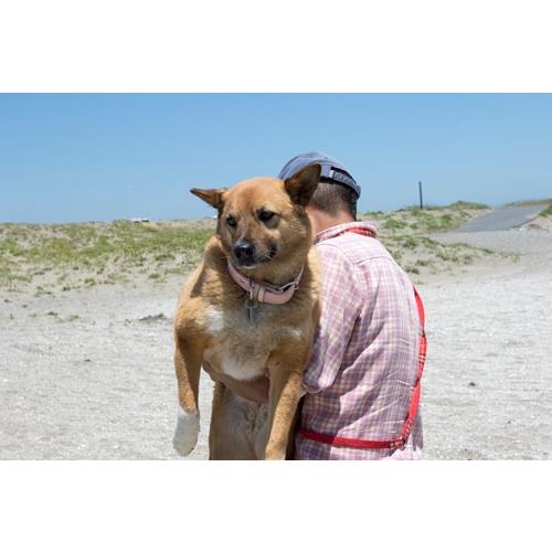 トシ 海辺の犬。 Mook |  | 03