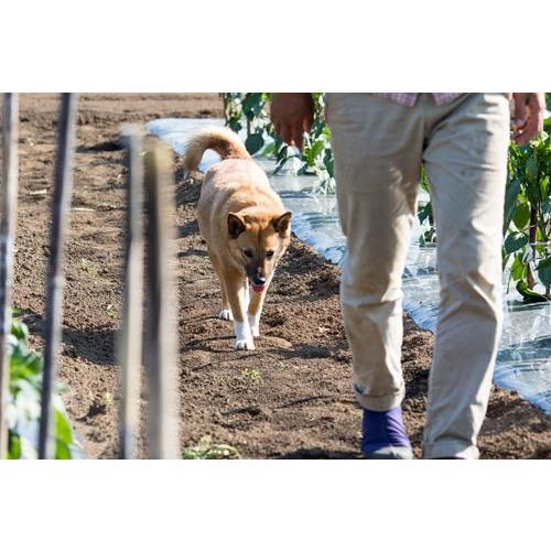 トシ 海辺の犬。 Mook |  | 05