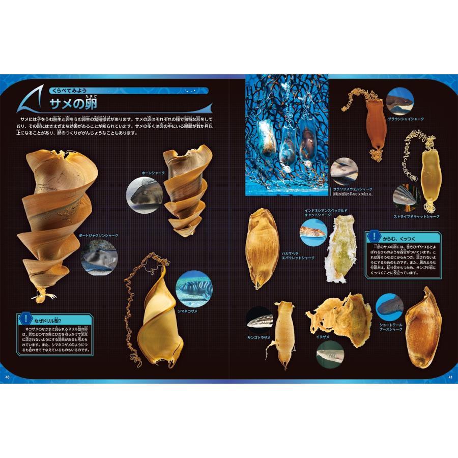 アクアワールド茨城県大洗水族館 サメ Book |  | 03