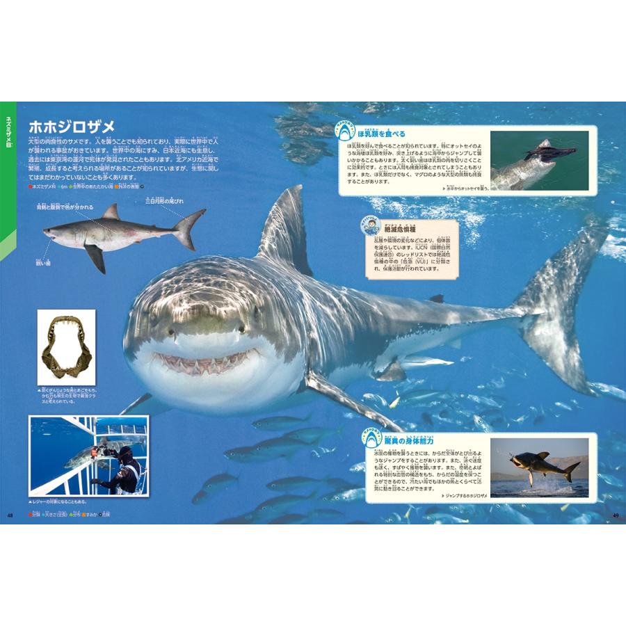 アクアワールド茨城県大洗水族館 サメ Book |  | 04