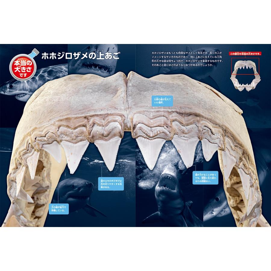 アクアワールド茨城県大洗水族館 サメ Book |  | 05