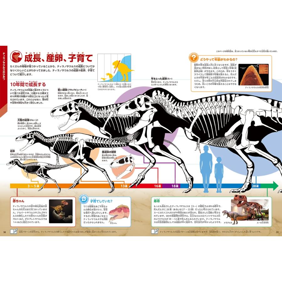 真鍋真 ティラノサウルス Book |  | 03