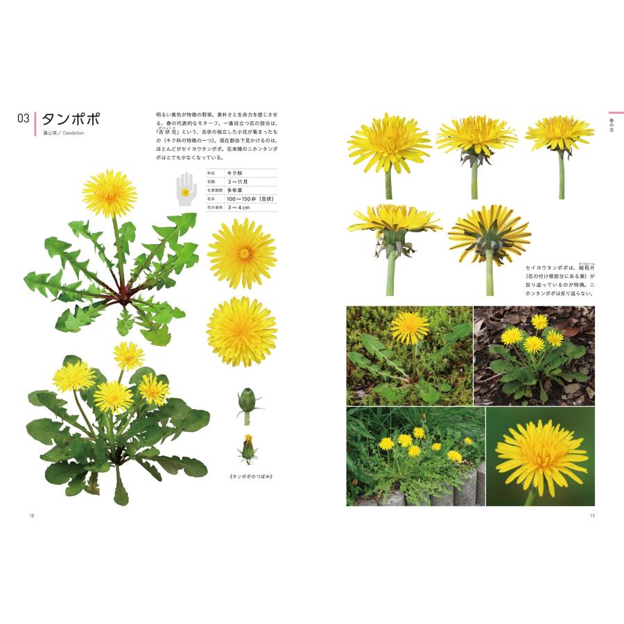 江見敏宏 クリエイターのための花図鑑 デザイン・イラスト・クラフトなどに役立つ Book |  | 02