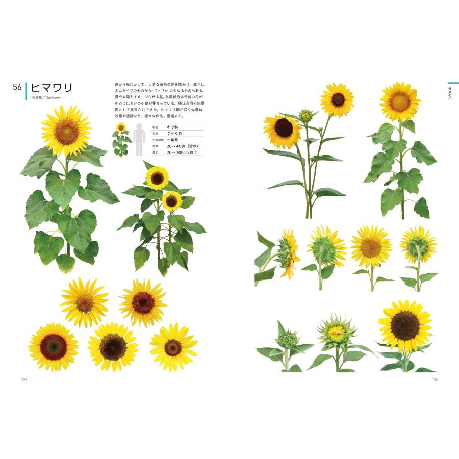 江見敏宏 クリエイターのための花図鑑 デザイン・イラスト・クラフトなどに役立つ Book |  | 05