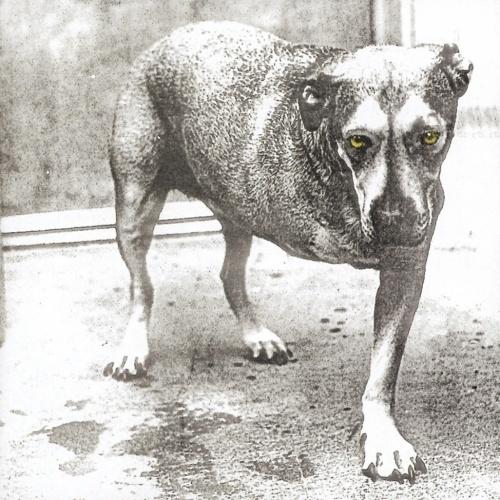 Alice In Chains Alice In Chains＜完全生産限定盤/Yellow Vinyl＞ LP | 