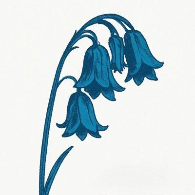 The Bluebells This Is The Bluebells ＜Grade Green Vinyl＞ LP | 