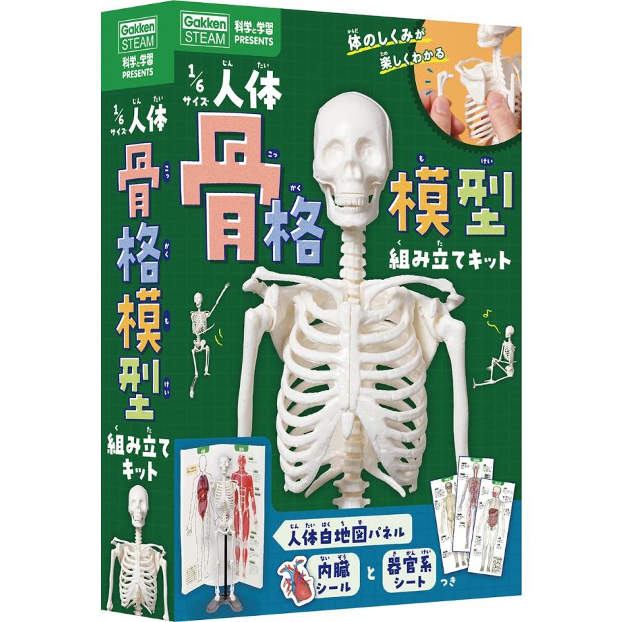 坂井建雄 1/6サイズ人体骨格模型組み立てキット Book | 
