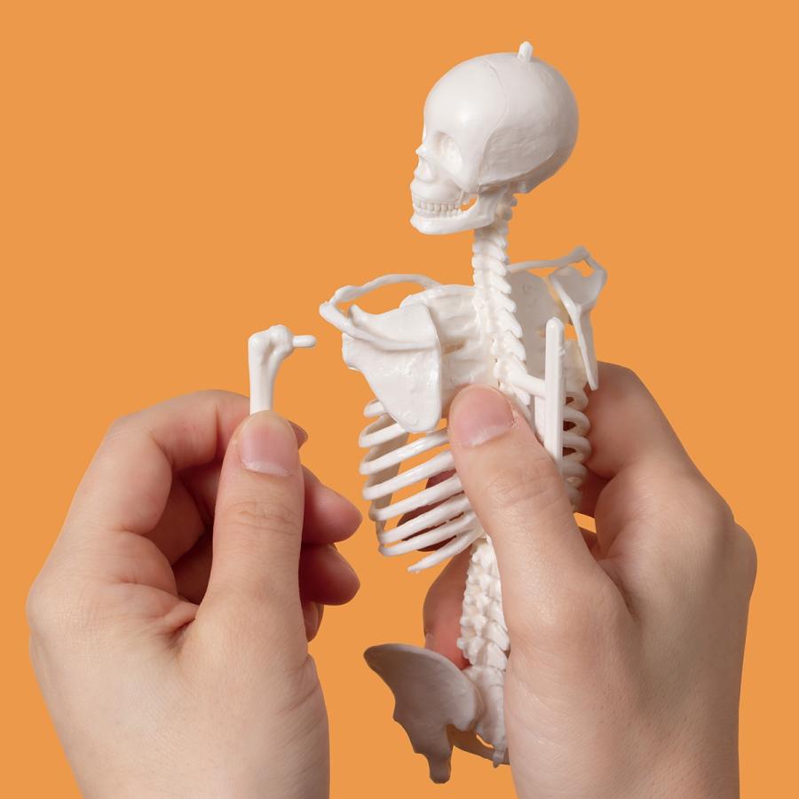 坂井建雄 1/6サイズ人体骨格模型組み立てキット Book |  | 03