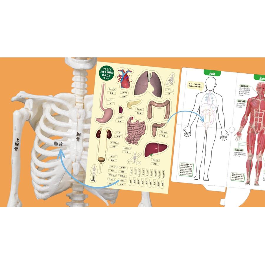 坂井建雄 1/6サイズ人体骨格模型組み立てキット Book |  | 04