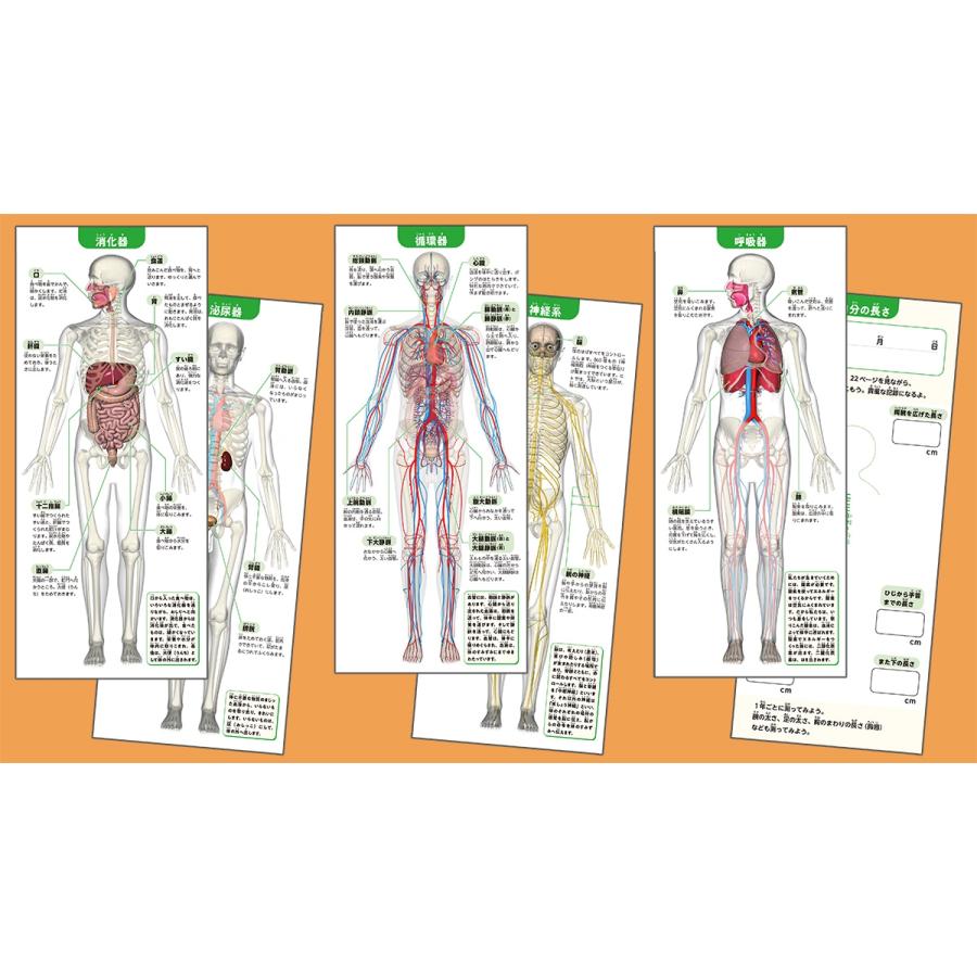 坂井建雄 1/6サイズ人体骨格模型組み立てキット Book |  | 05