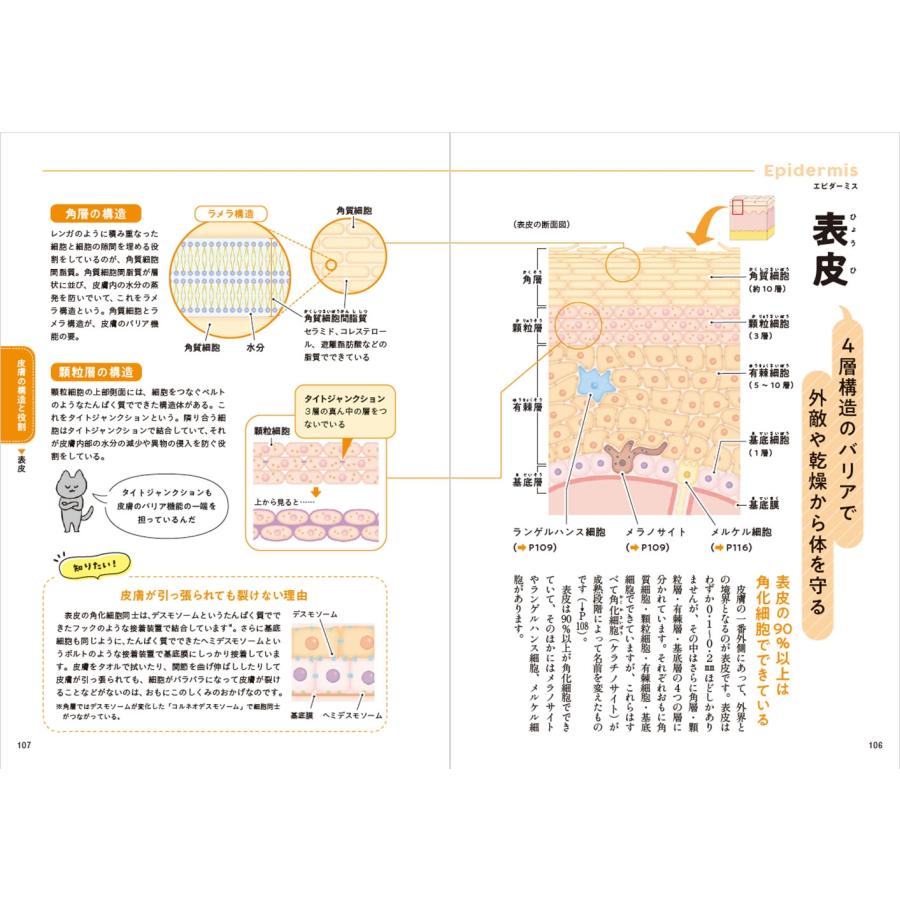 椛島健治 一生役立つ きちんとわかる皮膚科学 しくみ・トラブル・スキンケア Book |  | 03