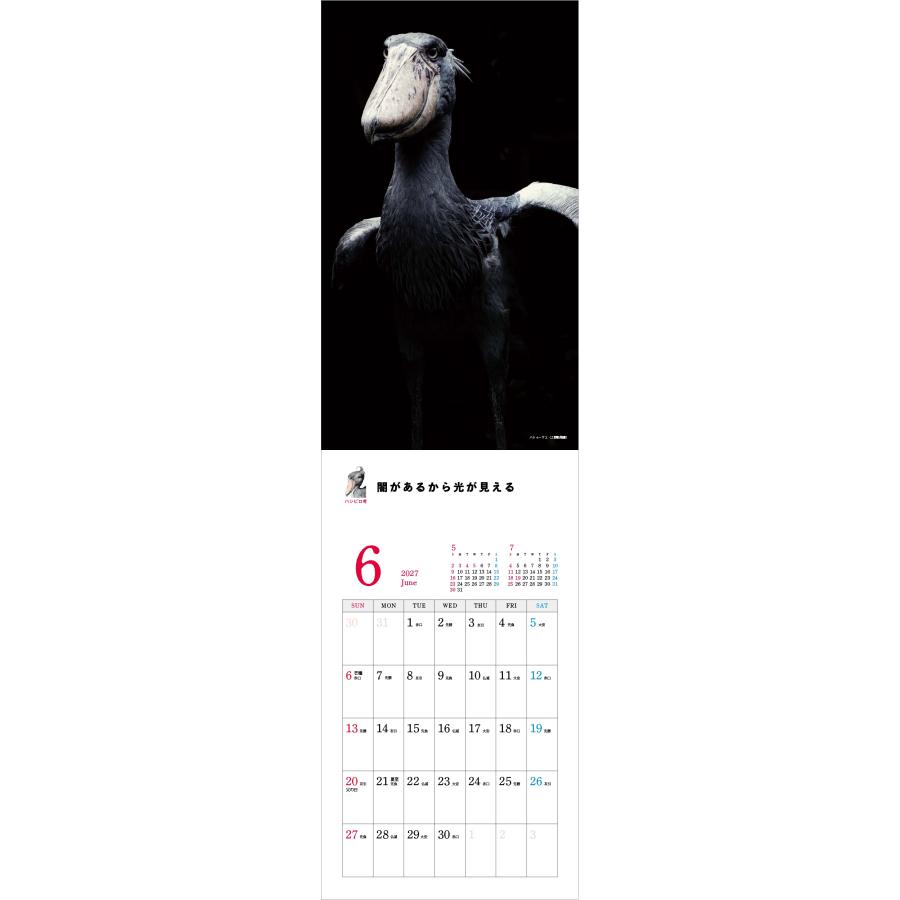 南幅俊輔Presents 2027 ハシビロコウカレンダー Book |  | 02