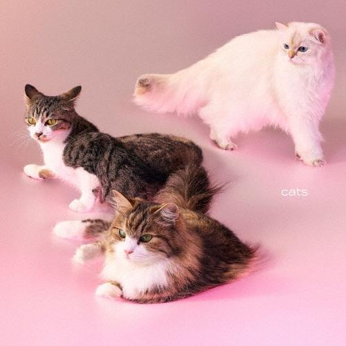 My Hair is Bad cats ［CD+Photobook］＜初回限定盤＞ CD ※特典あり