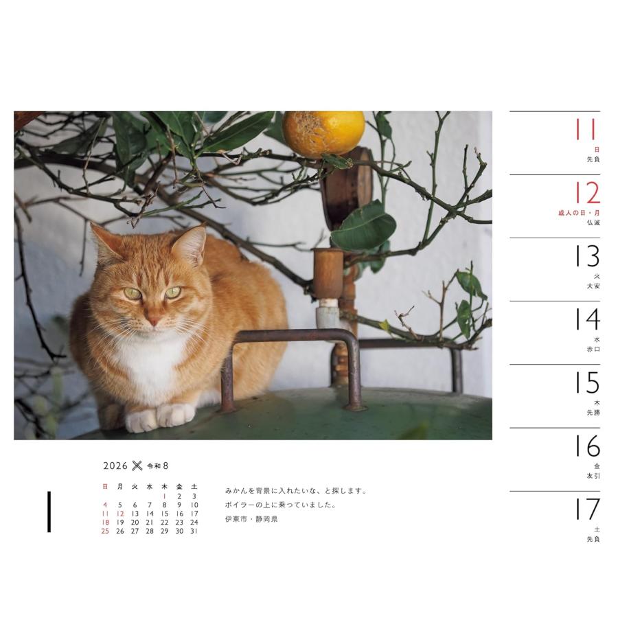 カレンダー2026 岩合光昭×ねこ 山と渓谷社 : TOY Publishing - 通販