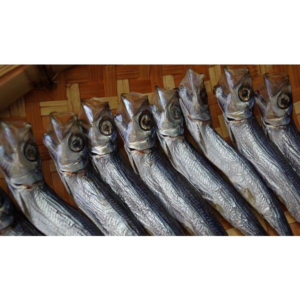 氷見高木水産 干いわし（めざし/うるめいわし一夜干し）30匹 : 富山や