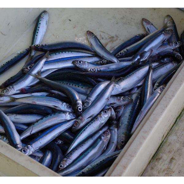 氷見高木水産 干いわし（めざし/うるめいわし一夜干し）30匹 : 富山や