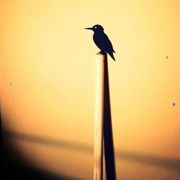 鳥 ウォールステッカー「BIRD LIFE バードライフ （カワセミ