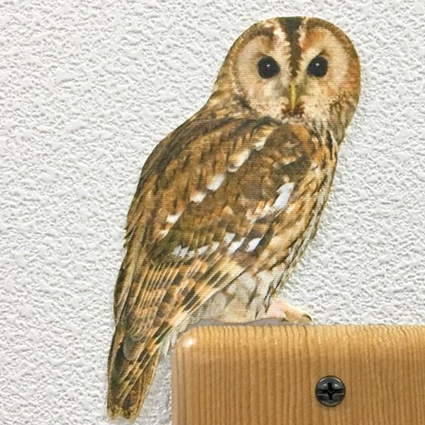 新作 人気 鳥 ウォールステッカー Bird L Ife Color バードライフ カラー モリフクロウ スイッチ ステッカー 購買